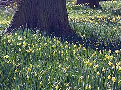 flower bulbs for sale in Modbury