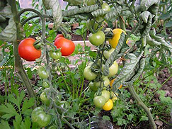 Tomato grow bags
