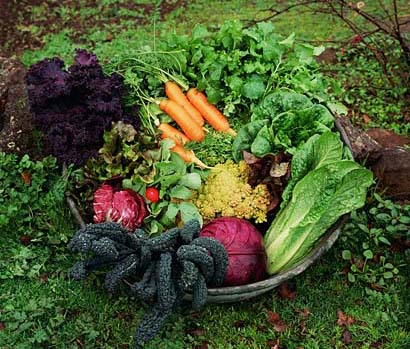 vegetable seeds for sale
